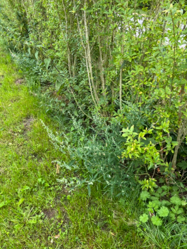 Fjerne ukrudt i hæk