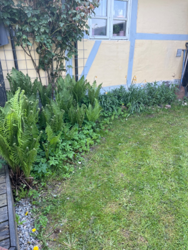 Forårs ukrudts rydning