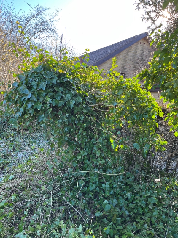 Træfældning og rodfræsning