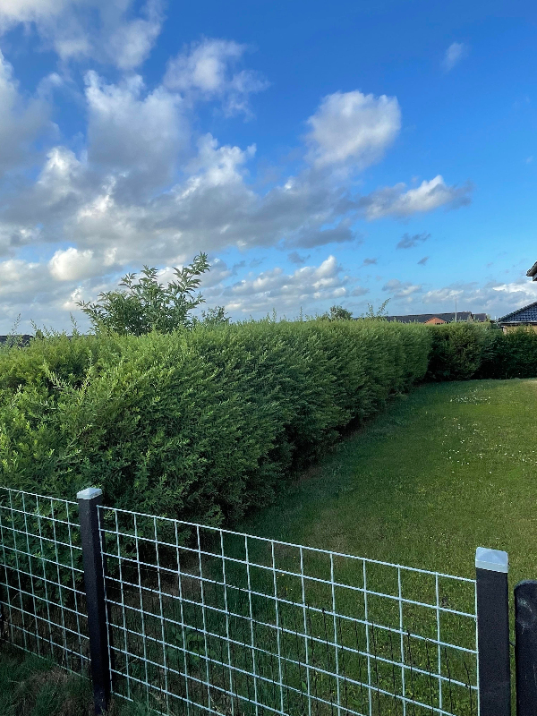 Hækkeklip + Ukrudtfjernselse