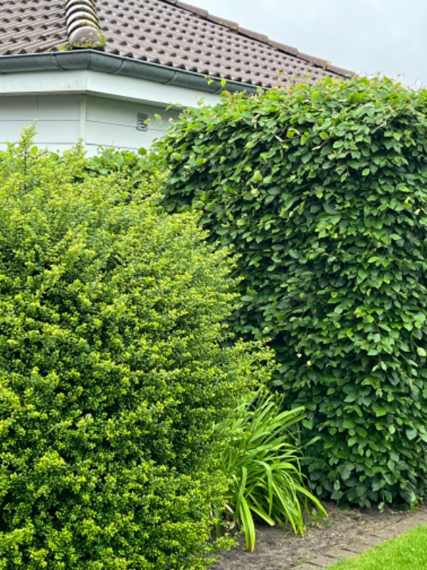 Hækklipning og bortkørsel