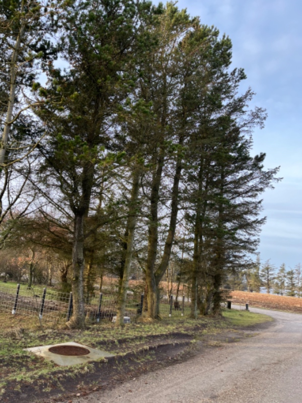 Fældning af 10 større fyr og Gran træer