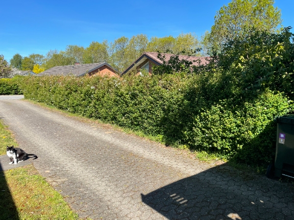 Græsslåning og hækklipning