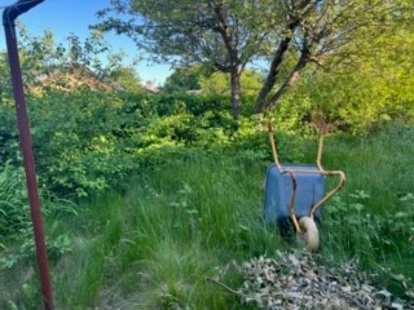 hæk, græsplæne, træer og buske, der er nok at gå i gang med