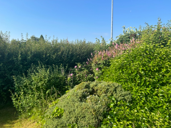 Havearbejde: klipning og ukrudtsfjernelse