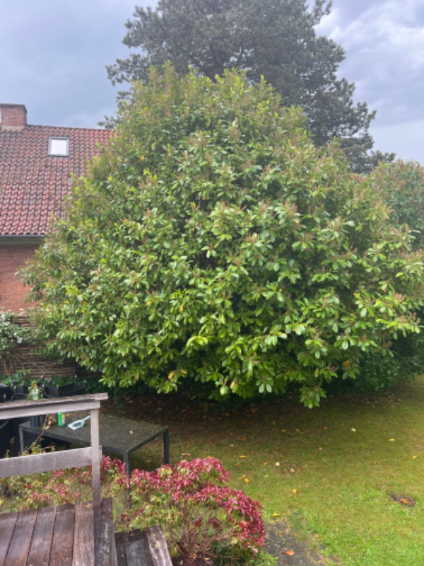 Beskæring af to træer