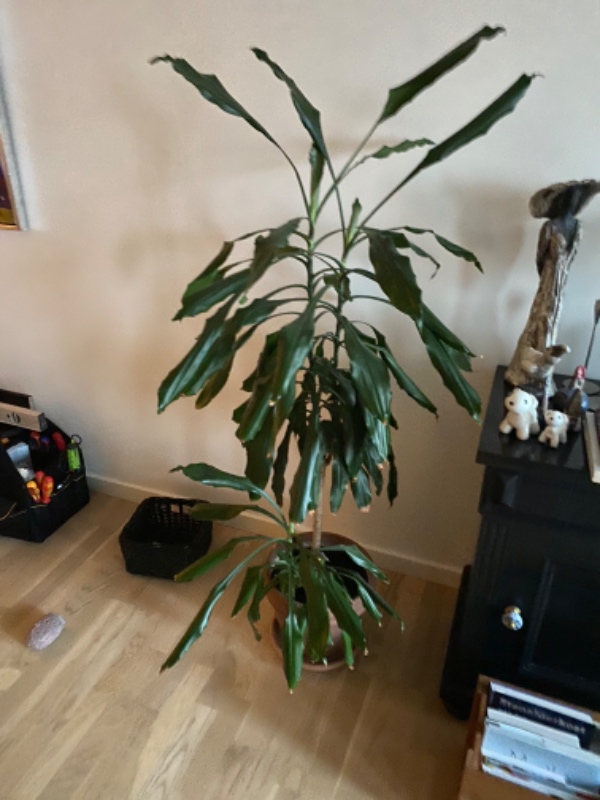 Inden påske og gerne tirsdag