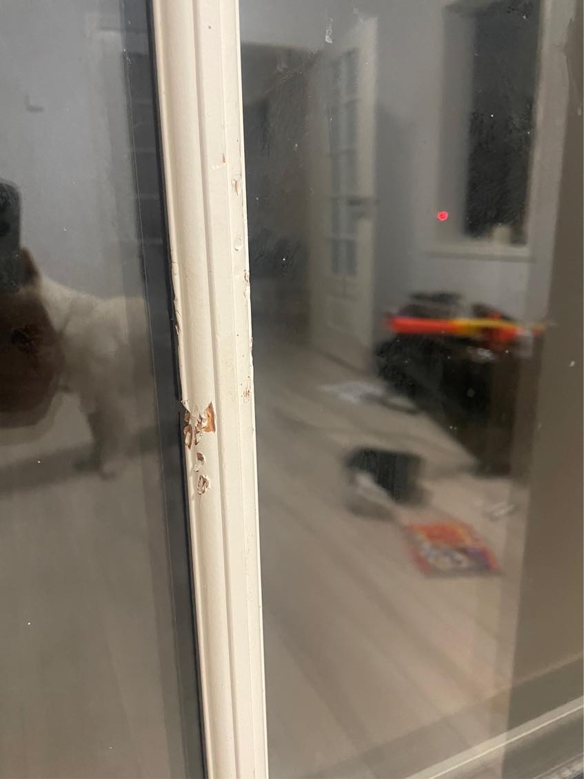 Reparation af træ vinduer og døre efter hundebidderi