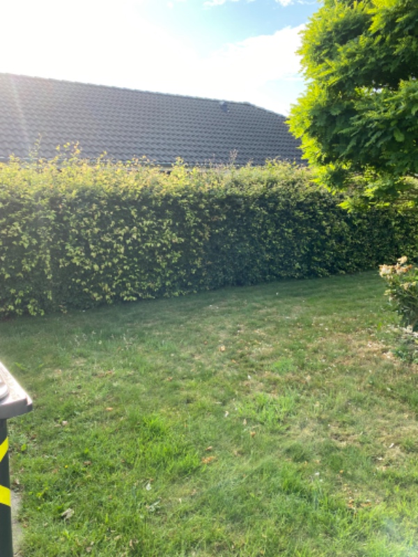 Hækklipning +bortkørsel