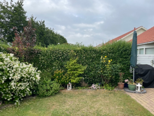 Ligusterhæk klippes og tages 20 cm af i højden