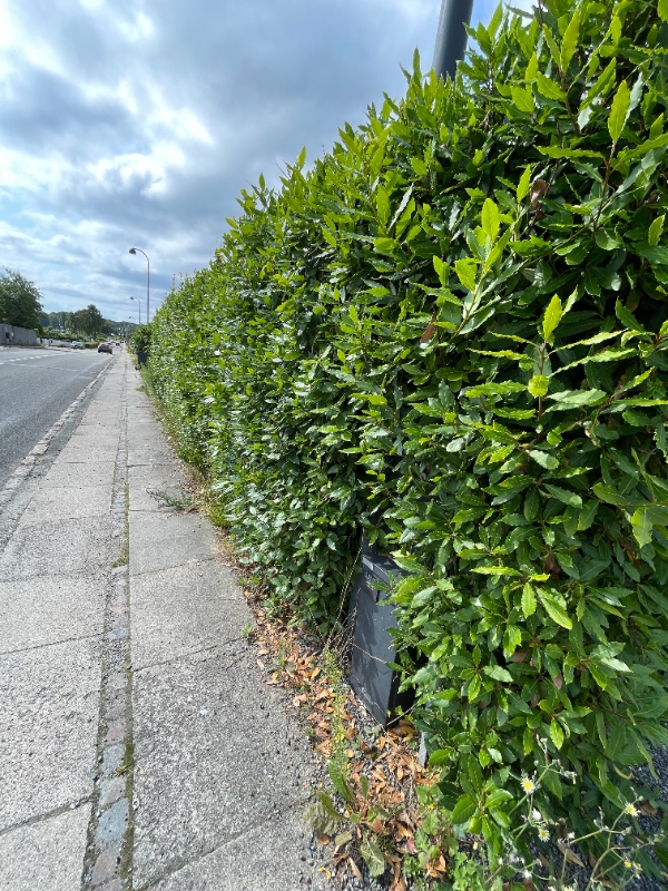 Klipning af hæk og fjernelse af ukrudt ved fliser og bede