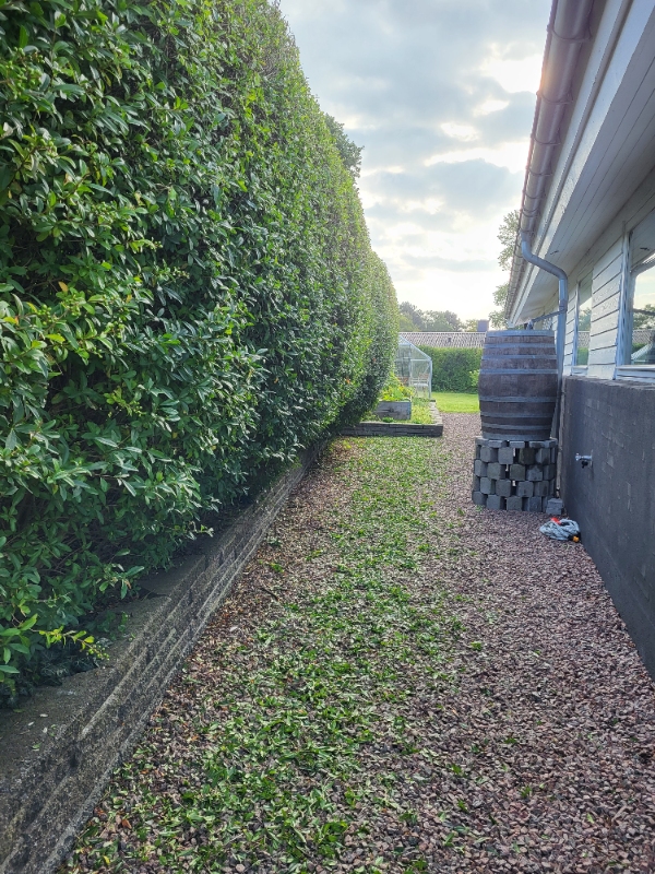 Skæv hæk skal rettes op