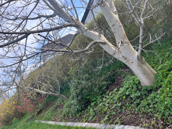 Ukrudt fjernes og ukrudtsdug og træflis udlægges i bed på ca 65 M2.