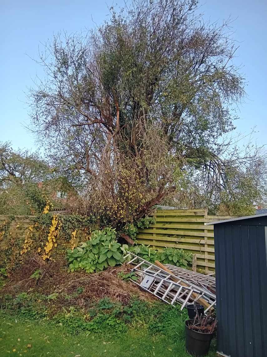 Fældning af 2 stk træer,grov tilskæring af 2 stk træer og afskaffelse af træet