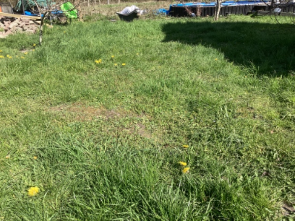 Hej vi har ca 400 m2 der er meget ujævn ( mange knoldet og buler) dels pga muldvarp skal udjævnes