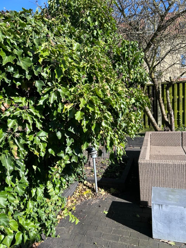 Fjernelse af efeu og beskæring