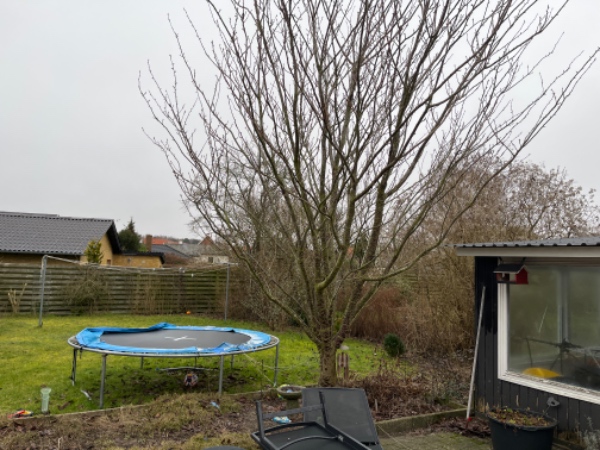 Lille grund, beskæring af to frugttræer, mindre buske og træer. Køre grene mv væk. I Næstved