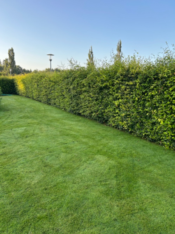 Klippen af bøgehæk