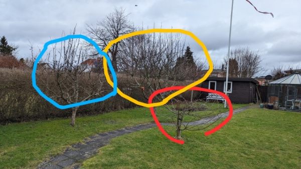 Beskæring af frugttræer