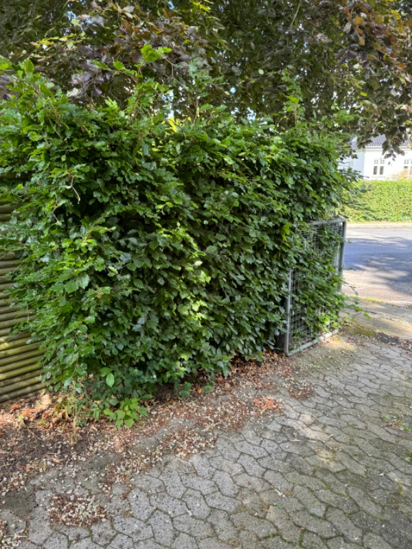 Hækklipning 0g bortkørsel af afklip og kompostbunke