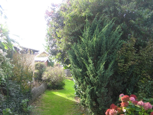 Beskærong af buske omkriing min terrasse ca. 10 meter