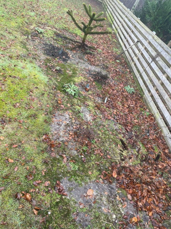 Forårs klargøring af have