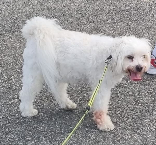 hundepasning fra den 06 Juli 2023 til den 14 Juli 2023. 