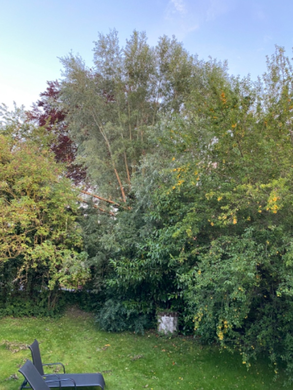 Topkapning af to piletræer