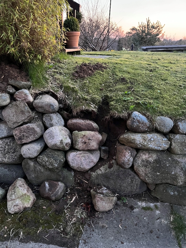 Genetablering af stensætning