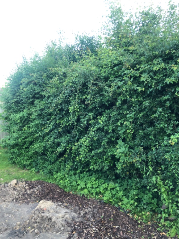 Hækklipning og bortskaffelse