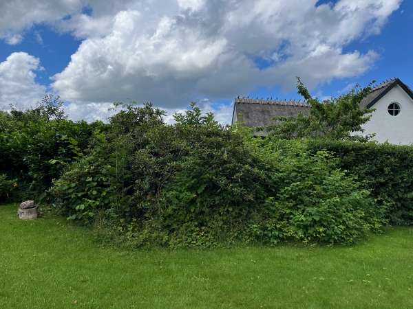 Fjernelse af buske og ukrudt