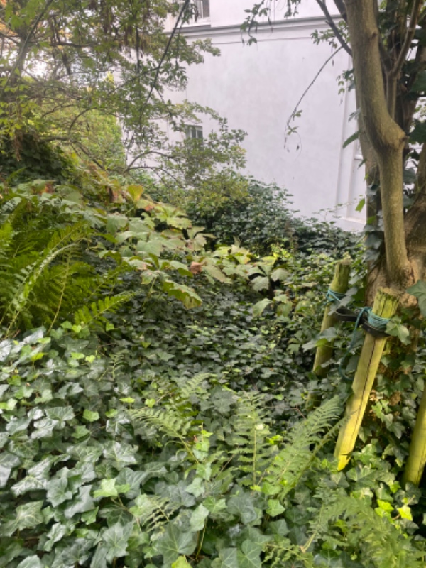 Fjerne ukrudt og nedklipning