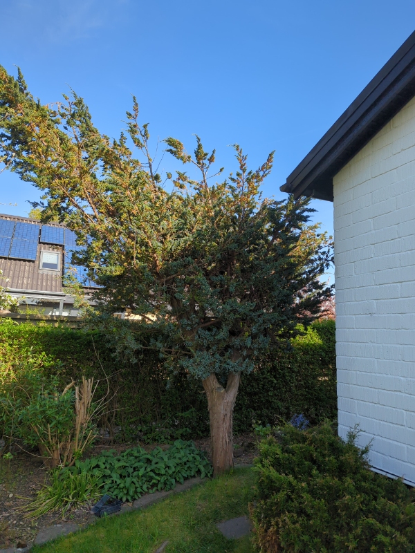 Fældning og bortkørsel af træer