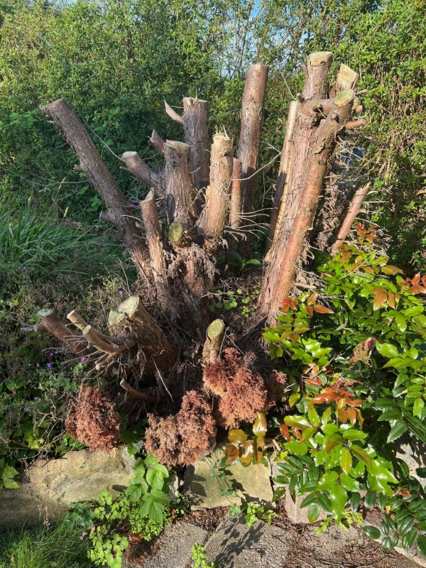 Fjern / rodfræs stub