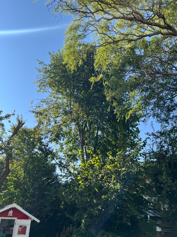 Tree cutting