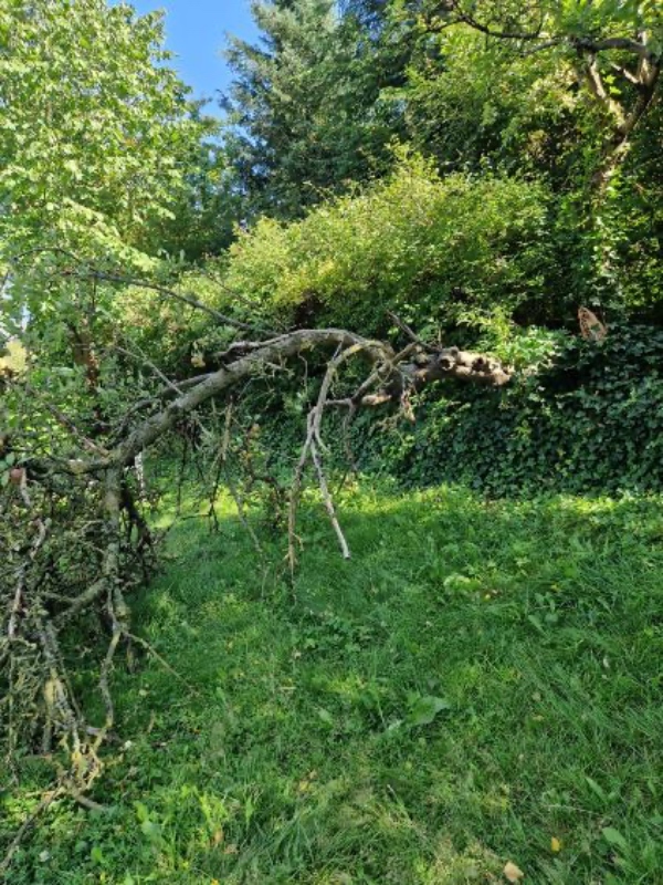 Fjernet et væltet træ og fælde 2 andre træer - de er alle 3 mellemstore