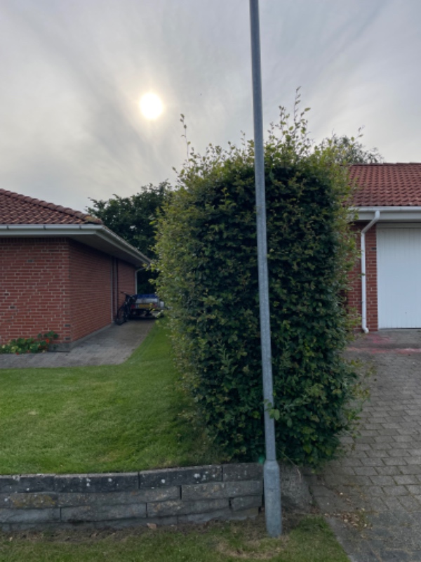 Klip af bøgehæk. Kræver en benzindrevet hækklipper.