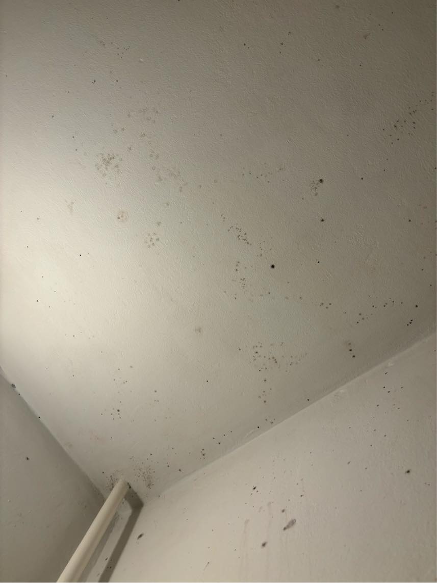 Fjernelse af Skimmelsvamp