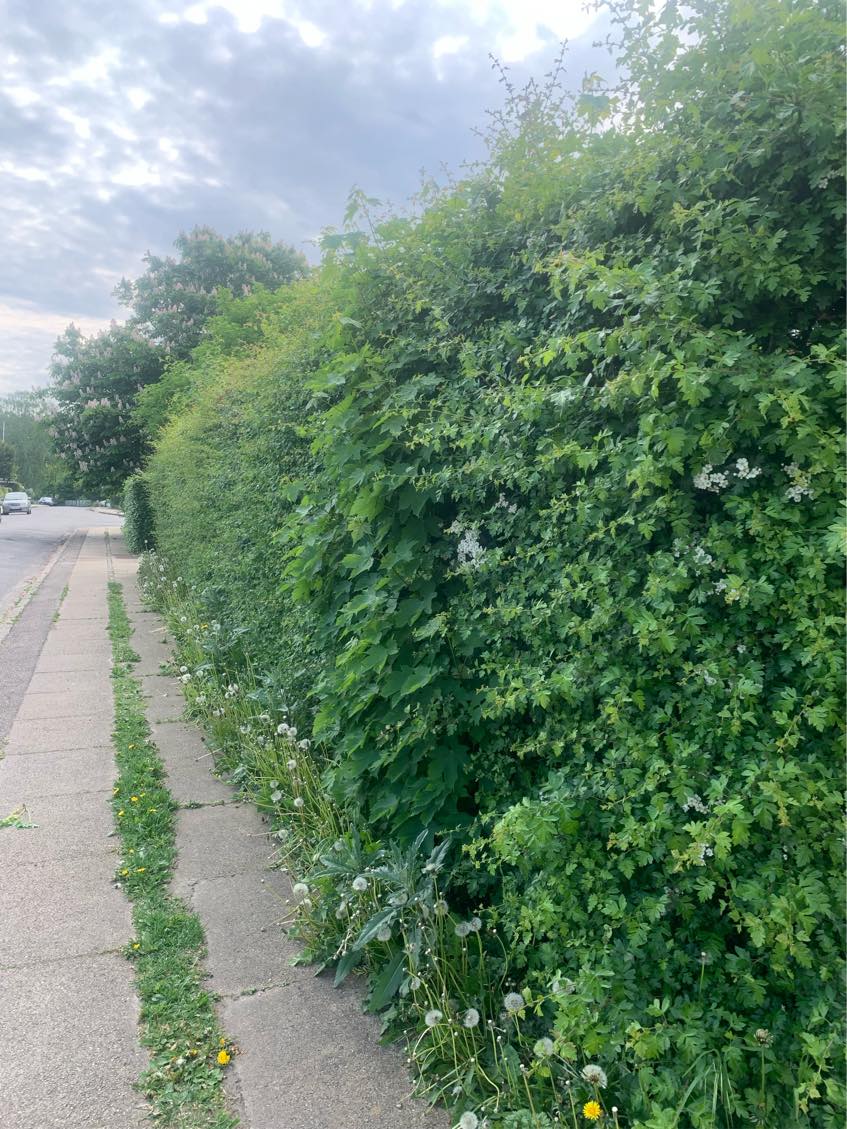 Hækklipning og beskæring