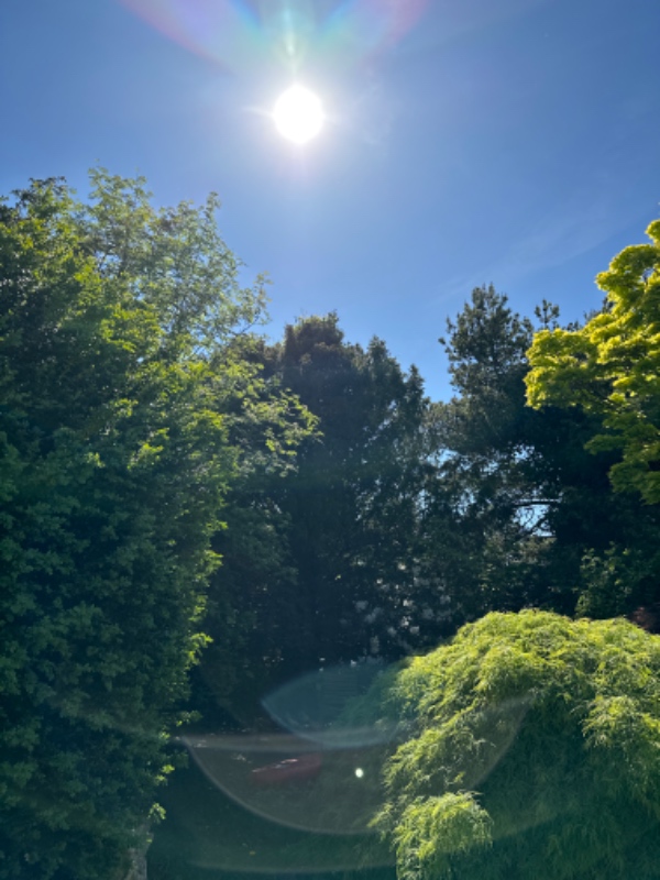 Hækklipning og træbeskæring