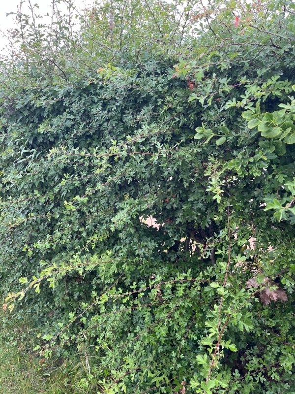 Klippning af 110m tjørnehæk