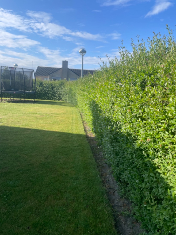 Klipning af ligusterhæk