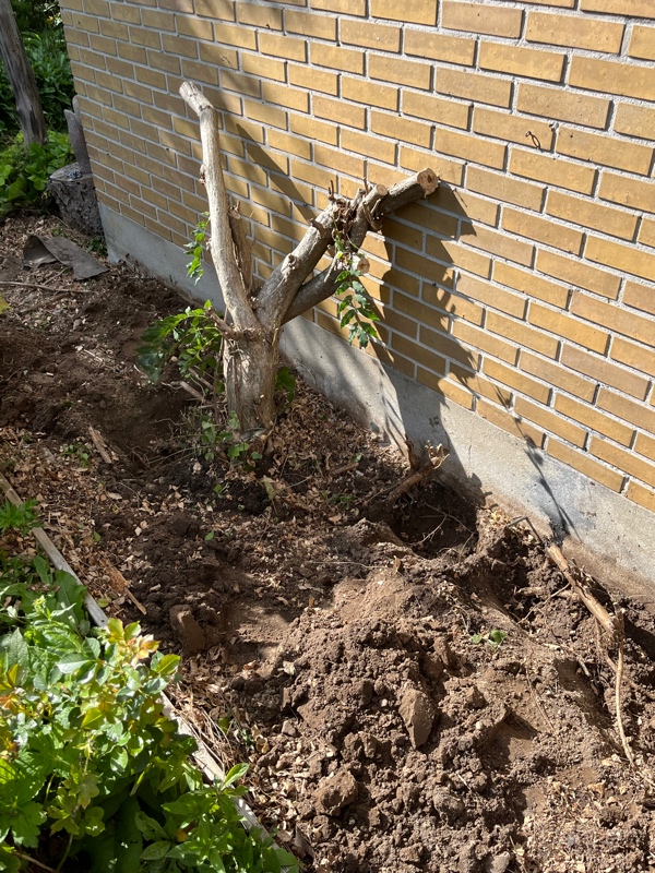 gravet en blåregn op