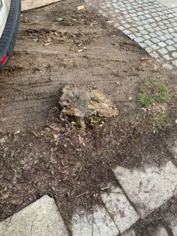 Fældet mindre birketræ og rodfræset tre rødder i alt