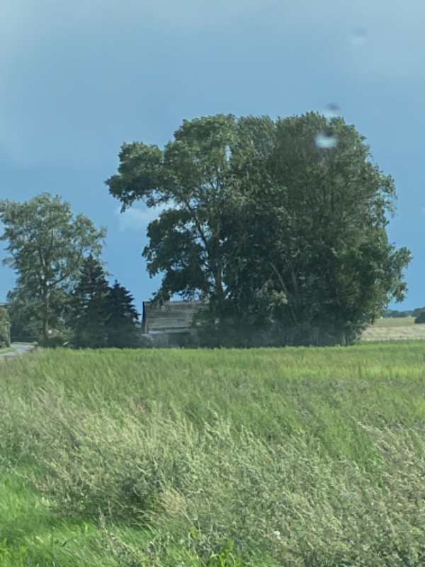 Fældning af 8 træer 30m+