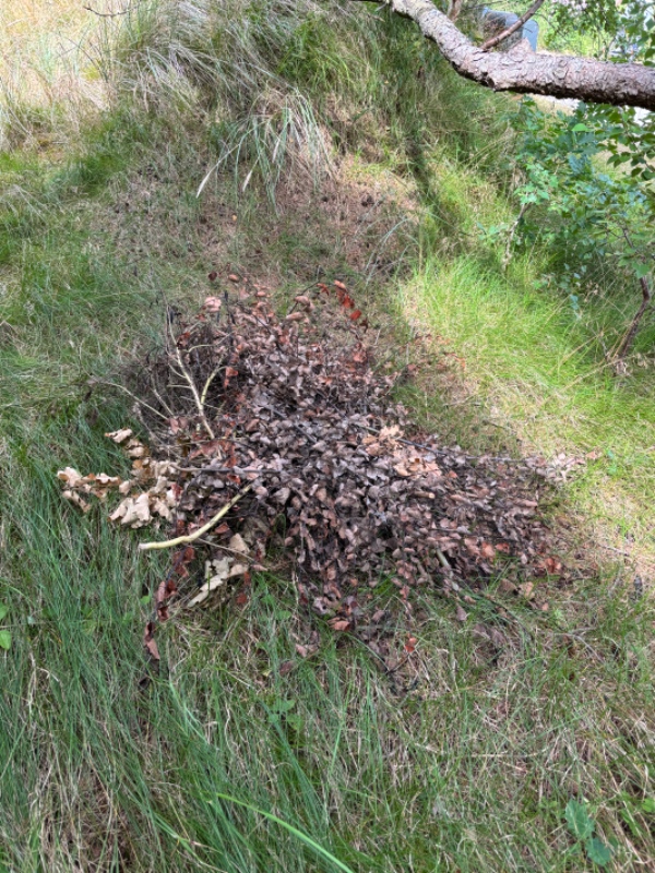 afhentning af afskårne træer og grene