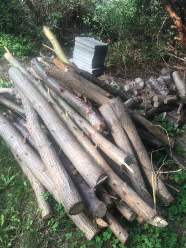 Save brænde af stammer