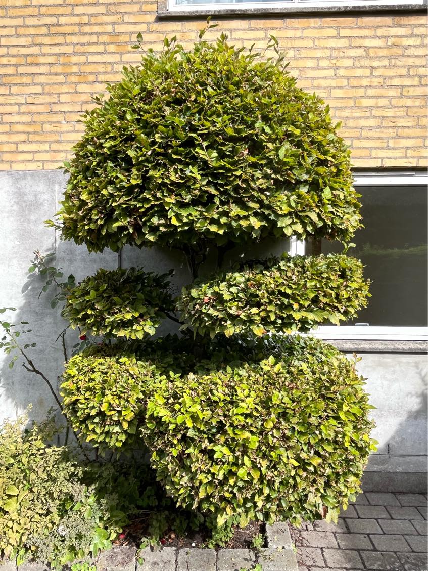 Vinterklargøring af have