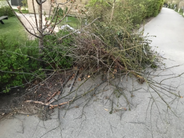 Bortførsel af afskårne grene