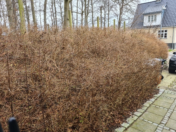 Fjernelse og bortskaffelse af busk